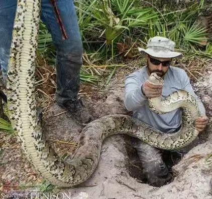 抖音蟒蛇吃瓜,抖音上的自然奇观