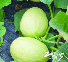 夏日头像吃瓜,吃瓜头像带你清凉一夏