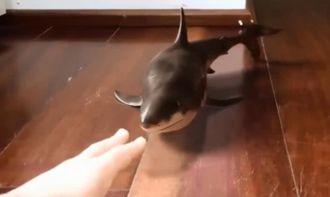 小鲨鱼吃瓜网址,揭秘海洋中的神秘美食之旅