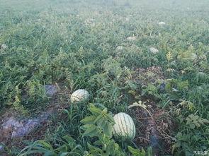 陕西公园吃瓜事件,一场引发热议的公共道德风波