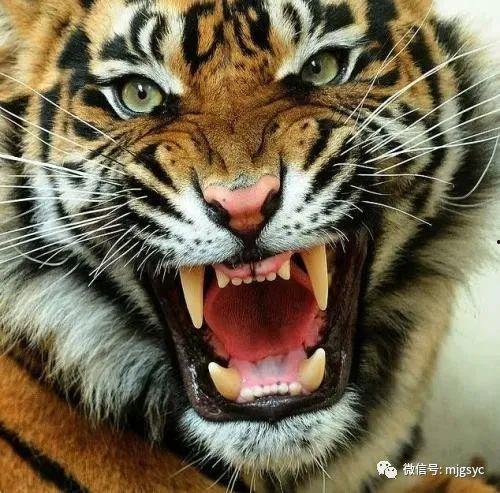 猛虎吃瓜视频全集,揭秘视频全集背后的惊心动魄