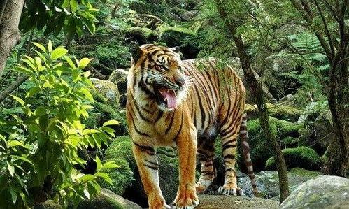 猛虎吃瓜视频全集,揭秘视频全集背后的惊心动魄