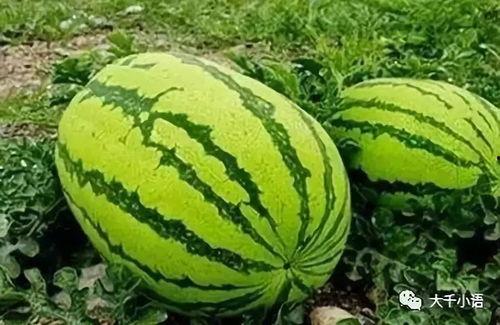 陈明矿吃大瓜,揭秘吃大瓜背后的故事