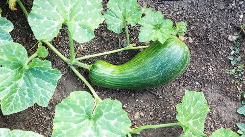 老瓠瓜怎么吃,家常美味新体验