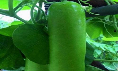 老瓠瓜怎么吃,家常美味新体验