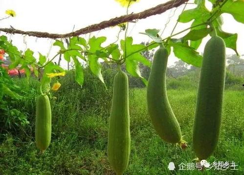 老瓠瓜怎么吃,家常美味新体验