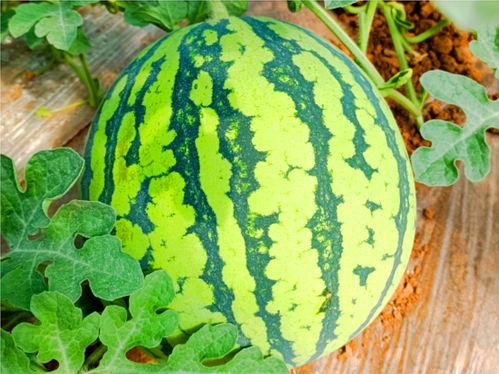 吃瓜观看,吃瓜群众视角下的娱乐圈风云录