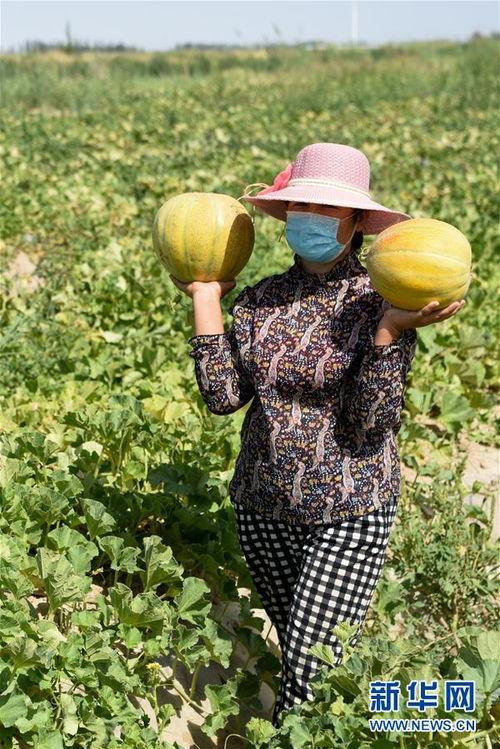 新疆冬天吃老汉瓜,老汉瓜的独特风味与冬日暖阳