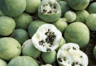 吃瓜路人不吃瓜,那些默默吃瓜路人的真实生活