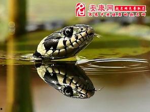 做梦梦到蛇吃瓜,蛇吞瓜的奇幻寓言