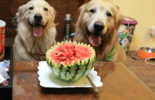 狗狗可以吃嫩瓜,嫩瓜成为宠物新宠