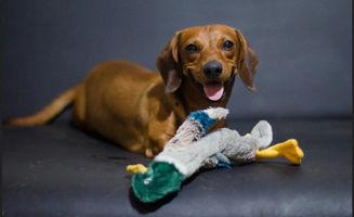 狗狗可以吃嫩瓜,嫩瓜成为宠物新宠