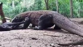 龙猪吃瓜,揭秘神秘生物的趣味生活