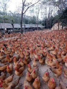 龙猪吃瓜,揭秘神秘生物的趣味生活