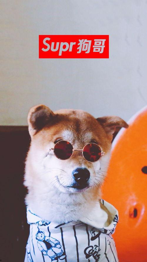 吃瓜二狗子,揭秘娱乐圈背后的那些事儿