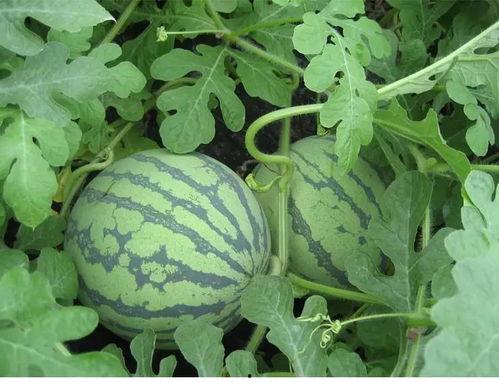 吃瓜李银侨,揭秘娱乐圈背后的故事