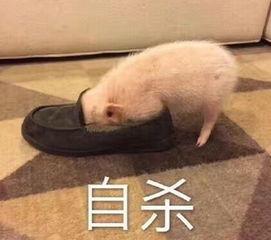 猪吃瓜表情包