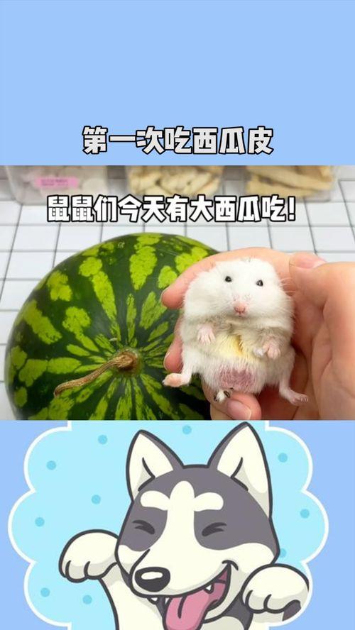 吃瓜鼠,揭秘娱乐圈背后的那些事儿